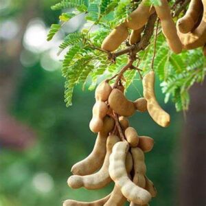 Tamarind seeds,Imili seeds(புளி விதைகள்)100% Natural